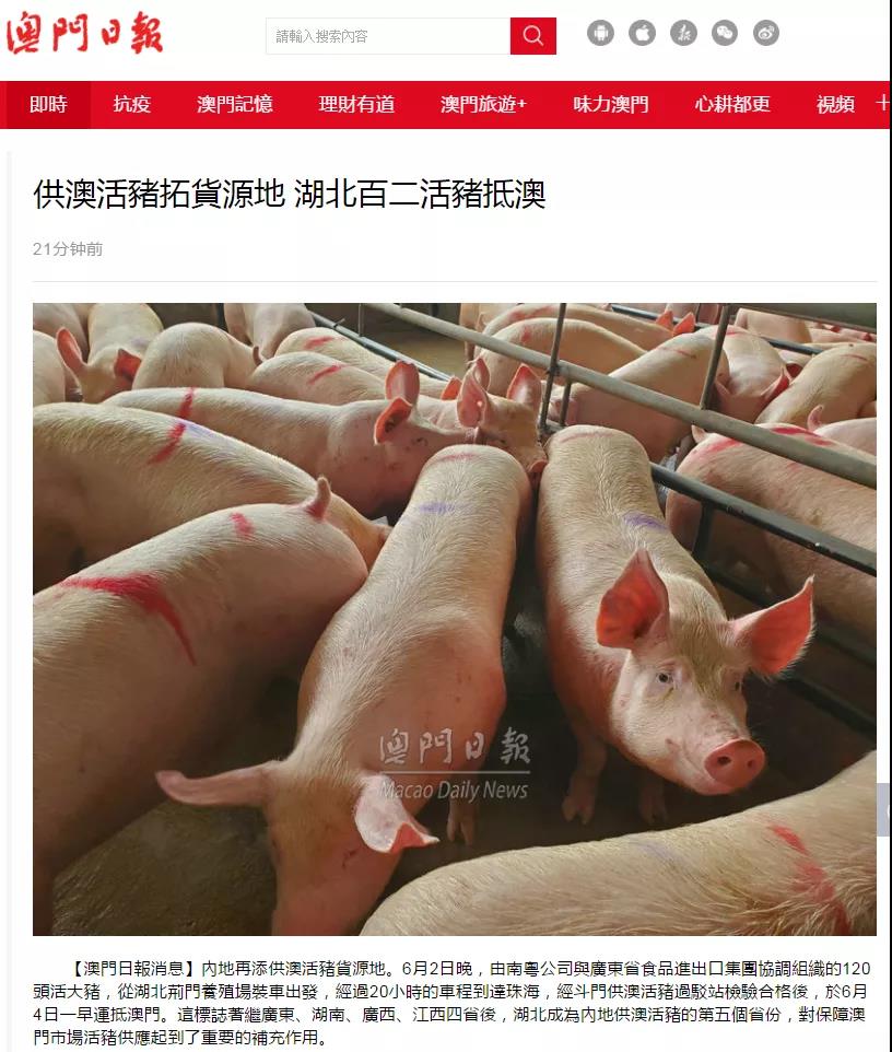 省食品協(xié)助湖北活豬首次供澳 省食品協(xié)助湖北活豬首次供澳