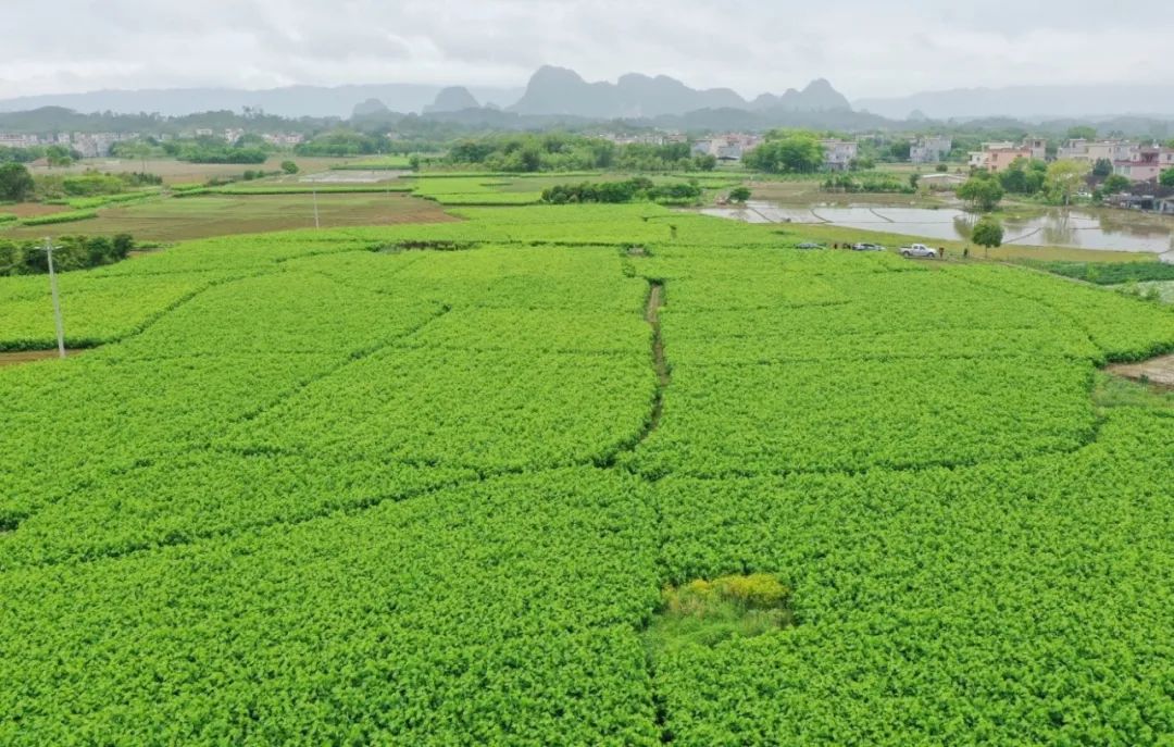廣新集團以產(chǎn)業(yè)賦能為美麗鄉(xiāng)村注入“源頭活水” 廣新集團以產(chǎn)業(yè)賦能為美麗鄉(xiāng)村注入“源頭活水”