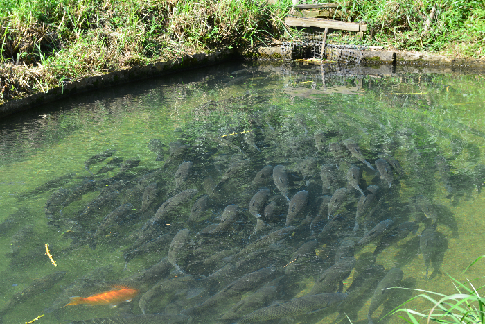 03 陽春市圭崗鎮(zhèn)凼仔魚品質(zhì)上乘.jpg